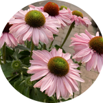 Echinacea Purpurea Sunseekers Blush (r) v.14