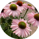 Echinacea Purpurea Sunseekers Blush (r) v.14