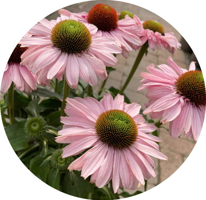 Echinacea Purpurea Sunseekers Blush (r) v.14