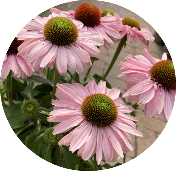 Echinacea Purpurea Sunseekers Blush (r) v.14