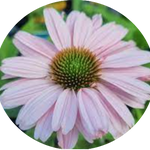 Echinacea Purpurea Sunseekers Blush (r) v.14