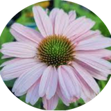 Echinacea Purpurea Sunseekers Blush (r) v.14