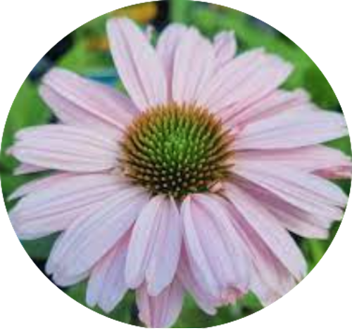 Echinacea Purpurea Sunseekers Blush (r) v.14