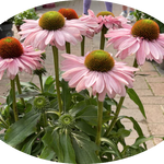 Echinacea Purpurea Sunseekers Blush (r) v.14