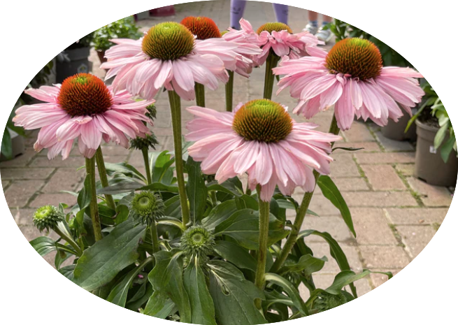 Echinacea Purpurea Sunseekers Blush (r) v.14