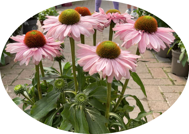 Echinacea Purpurea Sunseekers Blush (r) v.14