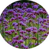 Verbena bonariensis  vaso 9