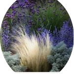 Verbena bonariensis  vaso 9