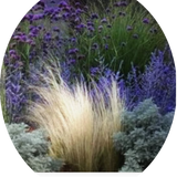 Verbena bonariensis  vaso 9