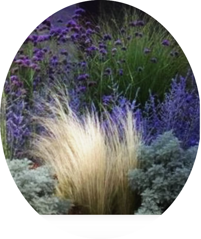 Verbena bonariensis  vaso 9