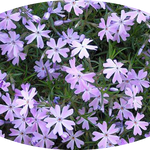 Phlox subulata  wilson vaso 10