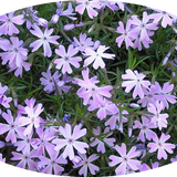Phlox subulata  wilson vaso 10