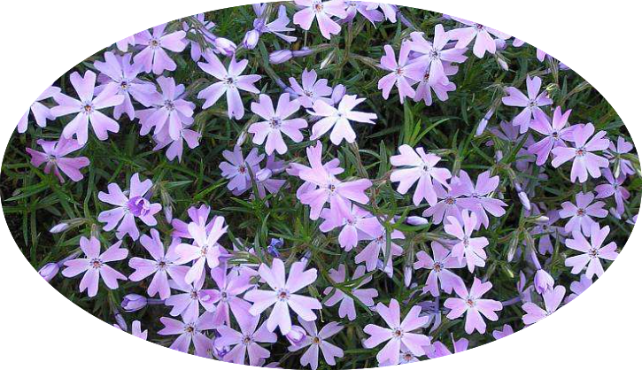 Phlox subulata  wilson vaso 10