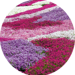 Phlox subulata  wilson vaso 10