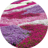 Phlox subulata  wilson vaso 10