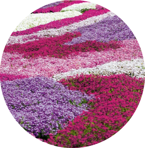 Phlox subulata  wilson vaso 10