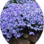 Phlox subulata  Oakington blue vaso 10