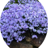 Phlox subulata  Oakington blue vaso 10