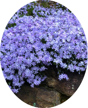 Phlox subulata  Oakington blue vaso 10