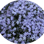 Phlox subulata  Oakington blue vaso 10