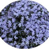 Phlox subulata  Oakington blue vaso 10