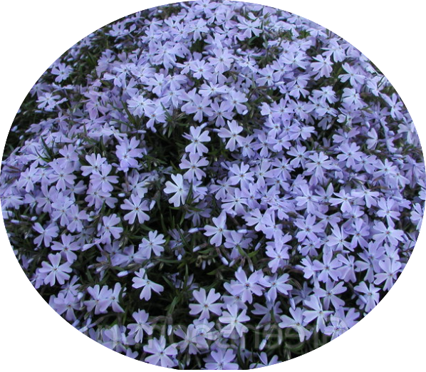 Phlox subulata  Oakington blue vaso 10