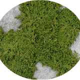 Herniaria Glabra v. 10