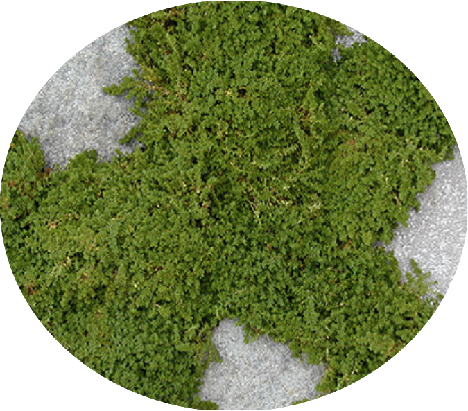 Herniaria Glabra v. 10