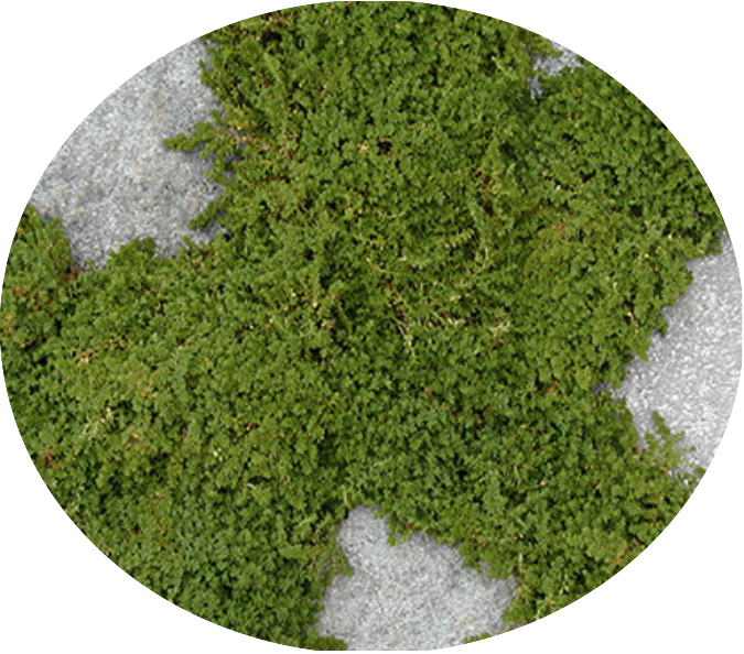 Herniaria Glabra v. 10