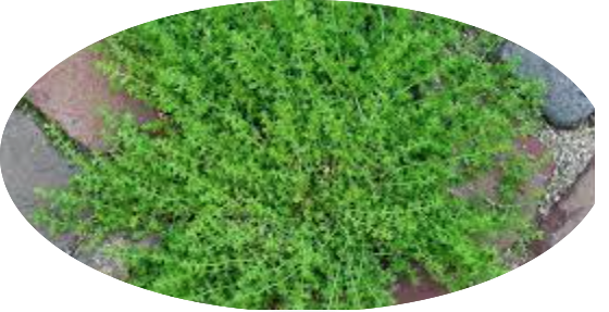 Herniaria Glabra v. 10