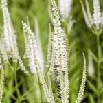 Veronicastrum virginicum var. album v.9