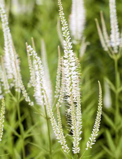 Veronicastrum virginicum var. album v.9