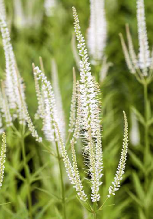 Veronicastrum virginicum var. album v.9
