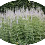 Veronicastrum virginicum var. album v.9