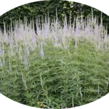 Veronicastrum virginicum var. album v.9