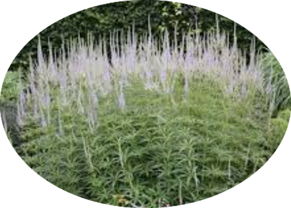 Veronicastrum virginicum var. album v.9