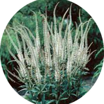 Veronicastrum virginicum var. album v.9