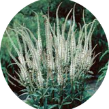 Veronicastrum virginicum var. album v.9