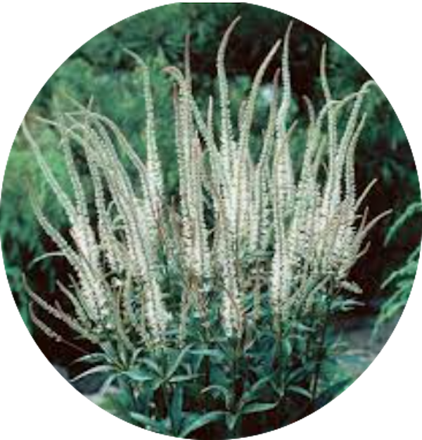 Veronicastrum virginicum var. album v.9
