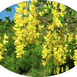 Cytisus laburnum (Maggio ciondolo) v. 24 cm.80/100