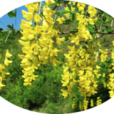 Cytisus laburnum (Maggio ciondolo) v. 24 cm.80/100