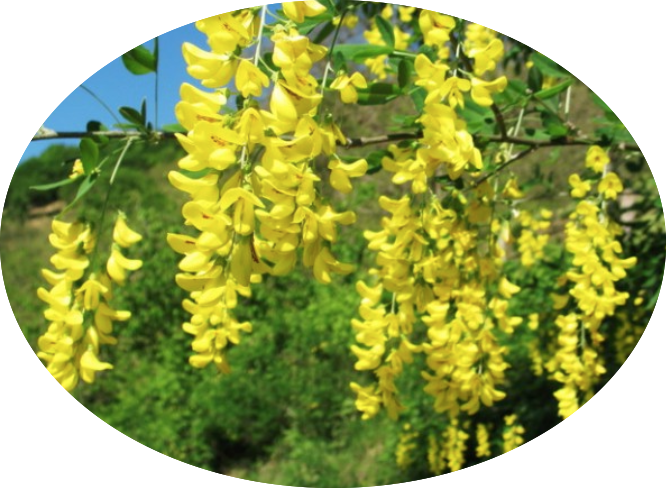 Cytisus laburnum (Maggio ciondolo) v. 24 cm.80/100