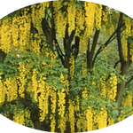 Cytisus laburnum (Maggio ciondolo) v. 24 cm.80/100