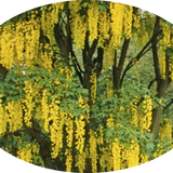 Cytisus laburnum (Maggio ciondolo) v. 24 cm.80/100