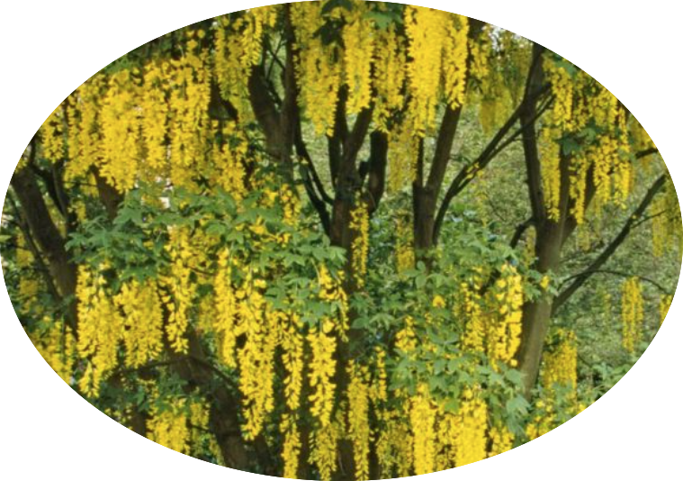 Cytisus laburnum (Maggio ciondolo) v. 24 cm.80/100
