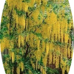 Cytisus laburnum (Maggio ciondolo) v. 24 cm.80/100