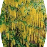 Cytisus laburnum (Maggio ciondolo) v. 24 cm.80/100