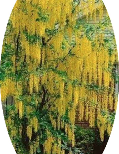 Cytisus laburnum (Maggio ciondolo) v. 24 cm.80/100
