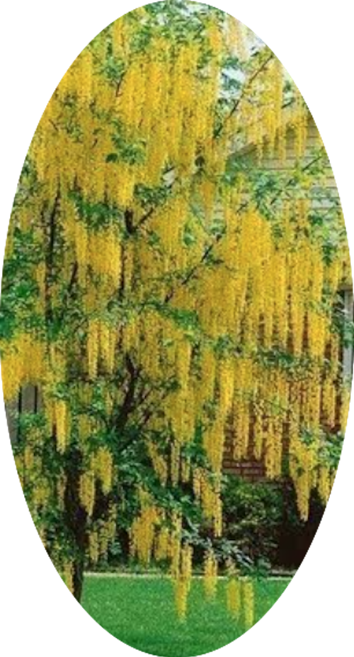 Cytisus laburnum (Maggio ciondolo) v. 24 cm.80/100