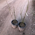 Cytisus laburnum (Maggio ciondolo) v. 24 cm.80/100